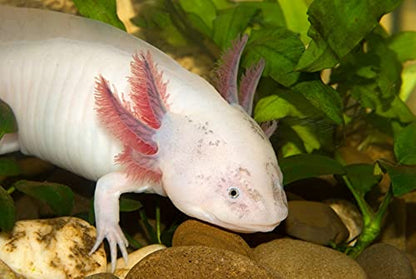 Axolotl Food Soft PELLETS 3.2 & BLACKWORM PELLETS 3.0 Aquatic Frogs,African Clawed Frog A451 (4oz) - size: 4 Ounce (Pack of 1)