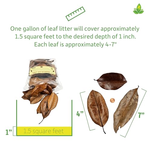Josh's Frogs Organic Magnolia Leaf Litter, 1 Gallon/40 Leaves | USA Collected