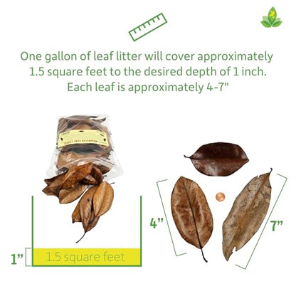 Josh's Frogs Organic Magnolia Leaf Litter, 1 Gallon/40 Leaves | USA Collected