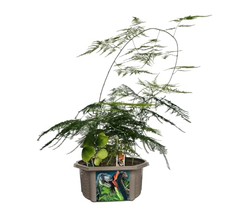 Toys by Nature Biosphere Terrarium Starter Kit, Complete Supplies Included to Grow Your Own Prehistoric Jurassic Park (Dinosaur Domain) - style: Dinosaur Domain