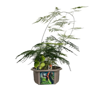 Toys by Nature Biosphere Terrarium Starter Kit, Complete Supplies Included to Grow Your Own Prehistoric Jurassic Park (Dinosaur Domain) - style: Dinosaur Domain
