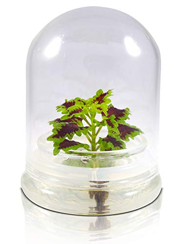 Rainbow Floral Terrarium - Self Grow, Maintenance Free -Coleus - 4" Dome