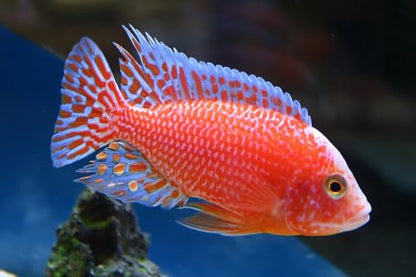 Ultra Intense Color Enhancing with a 10-Day Color Change, 1.5mm - 2mm Floating Pellets for Cichlids, Discus, All Baby and Small Tropical Fish & Pond Fish…8oz Jar