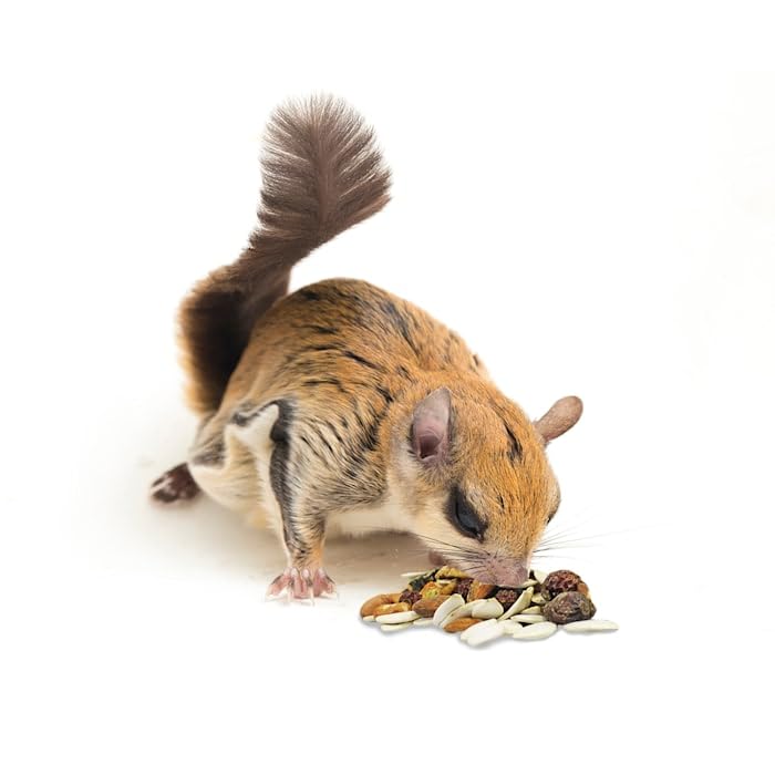 Exotic Nutrition Squirrel Complete (1.75 lb.) - Healthy Natural Food - Nutritional Diet for Pet & Captive Squirrels - Ground, Grey, Flying Squirrels, & Chipmunks - size: 1.75 Pound (Pack of 1)