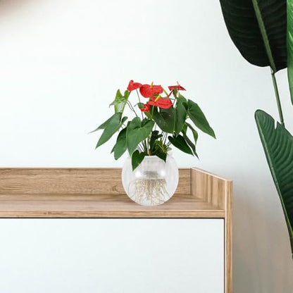 Homoyoyo Desktop Fish Aquarium Bowl with Water Plant Basket, Plastic Round Betta Terrarium Tank for Office and Home Small Aquatic Ecosystem