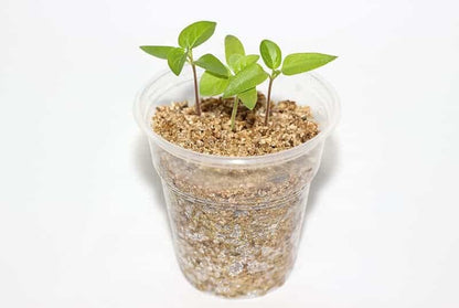 Premium Soil Amendment - Enhance Plant Health with The Ideal Blend of Perlite and Vermiculite - 2 Quart - size: 2 Quart Bag, style: 50/50 Perlite & Vermiculite Potting Blend