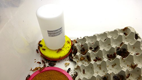 Carolina Cricket/Roach Waterer, Plus 1 Replacement Sponge
