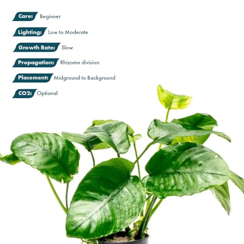 Anubias Live Aquarium Plants - Potted Freshwater Plant for Fish Tanks, Terrariums - Beginner Friendly Low Light (Barteri Wrinkle Leaf, 3 Pots) - color: Barteri Wrinkle Leaf, size: 3 Pots