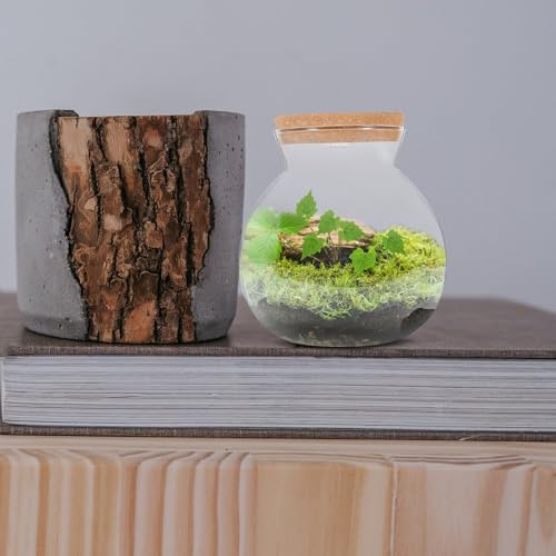 Glass Terrarium Jar with Led Light, Closed Terrarium Jar with Lid for Moss | Ideal for Succulents And Betta Fish Tank, Clear Round Desk Plant Container Ecosystem for Home & Office Decor (no Plants) - size: 16.00X15.00X15.00CM