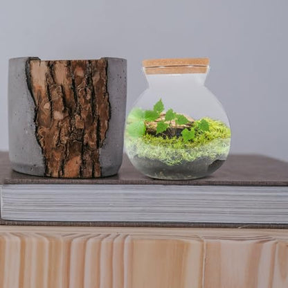 Glass Terrarium Jar with Led Light, Closed Terrarium Jar with Lid for Moss | Ideal for Succulents And Betta Fish Tank, Clear Round Desk Plant Container Ecosystem for Home & Office Decor (no Plants) - size: 16.00X15.00X15.00CM