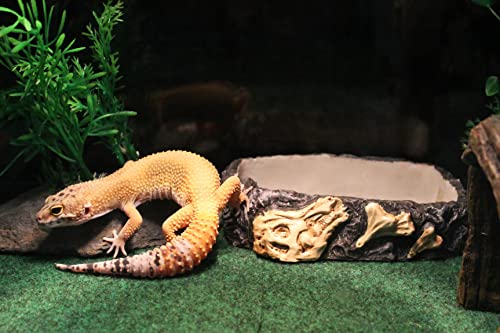 Penn-Plax Reptology Reptile Fossil Rock Food/Water Dish – Great for Bearded Dragons, Geckos, Chameleons, Snakes, Hermit Crabs, and Many More – Medium - size: Medium