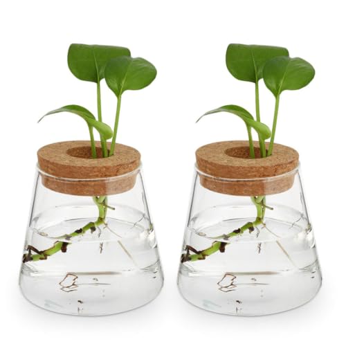 3pcs Glass Hydroponic Plant Vases with Wood Lid Plant Propagation Terrariums for Desk and Home Decor Stylish Desktop Containers Showcasing Root Growth for Flowers