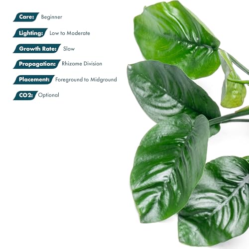 Anubias Live Aquarium Plants - Potted Freshwater Plant for Fish Tanks, Terrariums - Beginner Friendly Low Light (Barteri Butterfly, 3 Pots) - color: Barteri Butterfly, size: 3 Pots