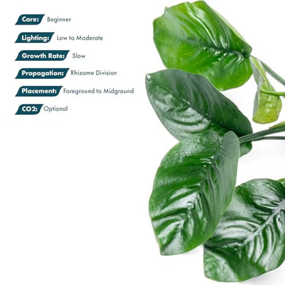 Anubias Live Aquarium Plants - Potted Freshwater Plant for Fish Tanks, Terrariums - Beginner Friendly Low Light (Barteri Butterfly, 3 Pots) - color: Barteri Butterfly, size: 3 Pots