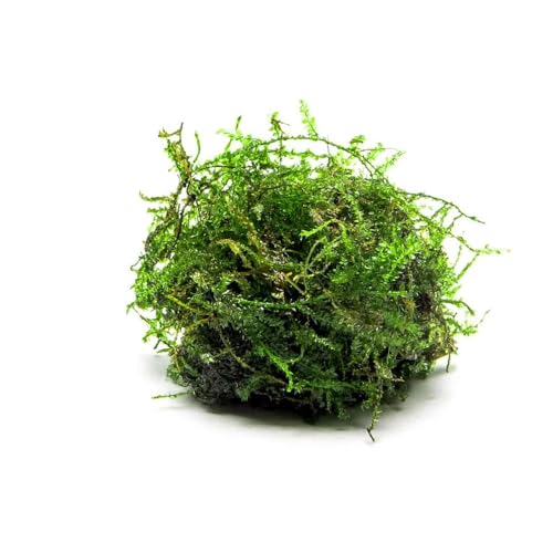 Live Aquarium Plants on Driftwood, Lava Rock, Moss, Fiber Mat - Freshwater Fish Tanks - Easy, Beginner Friendly (Weeping Moss, (Golfball)) - color: Weeping - Golf Ball, size: 1 Pack