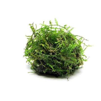 Live Aquarium Plants on Driftwood, Lava Rock, Moss, Fiber Mat - Freshwater Fish Tanks - Easy, Beginner Friendly (Weeping Moss, (Golfball)) - color: Weeping - Golf Ball, size: 1 Pack