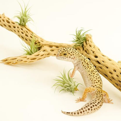 Koyal Wholesale 18-20" Cholla Wood Aquarium Leopard Gecko Tank Accessories Untreated Large Driftwood for Aquarium Wood Hermit Crab Accessories Drift Wood for Shrimp Tank Gecko Accessories - size: 18 / 20-Inch