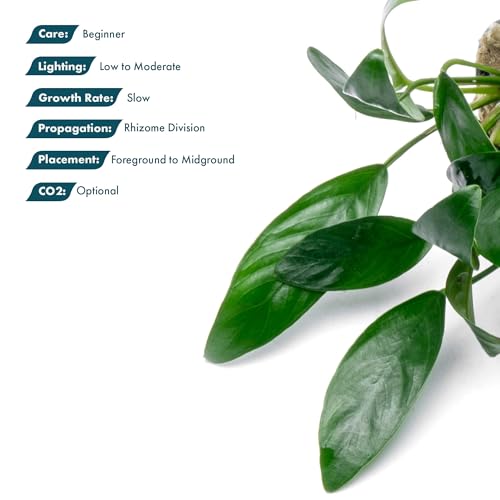 Anubias Live Aquarium Plants - Potted Freshwater Plant for Fish Tanks, Terrariums - Beginner Friendly Low Light (Congensis Mini, 3 Pots) - color: Congensis Mini, size: 3 Pots