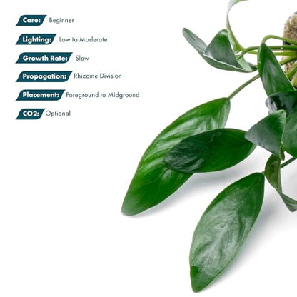 Anubias Live Aquarium Plants - Potted Freshwater Plant for Fish Tanks, Terrariums - Beginner Friendly Low Light (Congensis Mini, 3 Pots) - color: Congensis Mini, size: 3 Pots