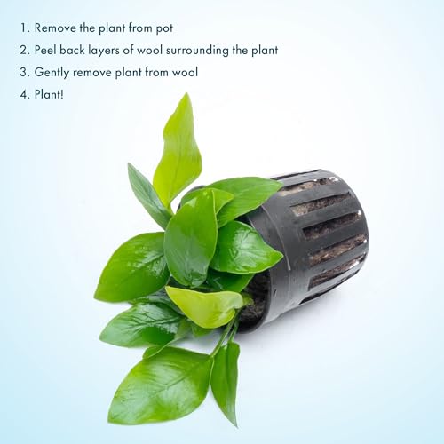 Anubias Live Aquarium Plants - Potted Freshwater Plant for Fish Tanks, Terrariums - Beginner Friendly Low Light (Nana Golden, 3 Pots) - color: Nana Golden, size: 3 Pots