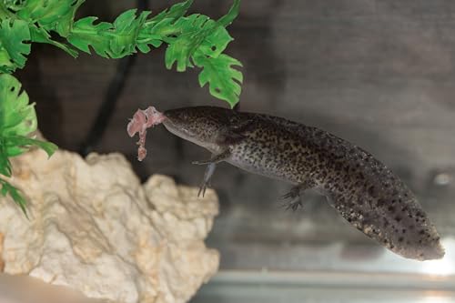 Axolotl Food Soft Moist Sinking Pellets for Axolotls,5/32" 4.0mm Rangen Salmon Sinking Soft Pellets with Squid,Shrimp & Spirulina A5R (32oz - 2 LBS) - size: 2 Pound (Pack of 1)