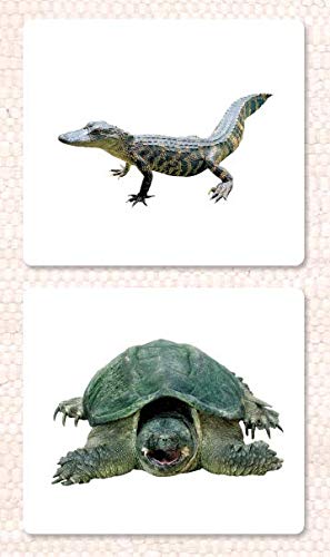 Reptiles Vocabulary Cards