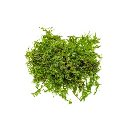 Christmas Moss Live Aquarium Plant - Freshwater Fish Tank Decorations for Natural Aquatic Décor (Golf Ball) - color: Christmas - Golf Ball, size: 1 Pack