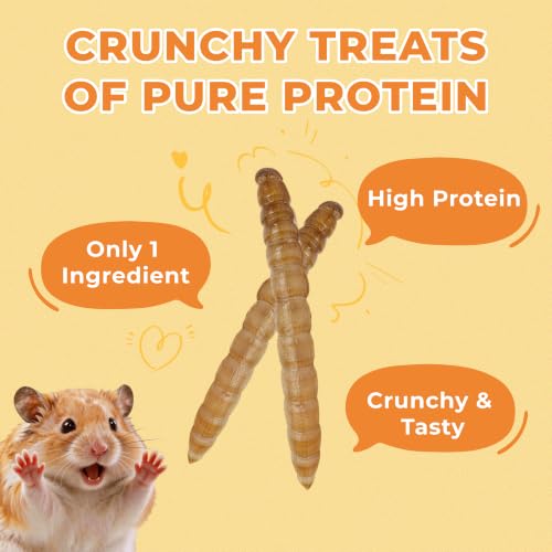 Zoody Dried Superworms Hamster Treats for Parakeets, Chickens 3.5 OZ | Natural High Protein Parakeet Treats, Hamster Snacks, Hedgehogs, Sugar Gliders, Reptiles & Small Animals, Crunchy & Tasty.