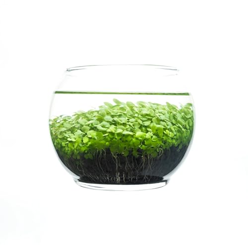 Water Terrarium Kit with Mini Glass Bowl, substrate and seeds | Create Your Own Indoor Garden| DIY Complete Set for Simple, Stunning Growth Unique Gift for nature lover (3.75" H - 4.5" W) - size: 3.75" H - 4.5" W