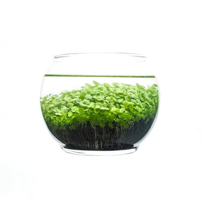 Water Terrarium Kit with Mini Glass Bowl, substrate and seeds | Create Your Own Indoor Garden| DIY Complete Set for Simple, Stunning Growth Unique Gift for nature lover (3.75" H - 4.5" W) - size: 3.75" H - 4.5" W