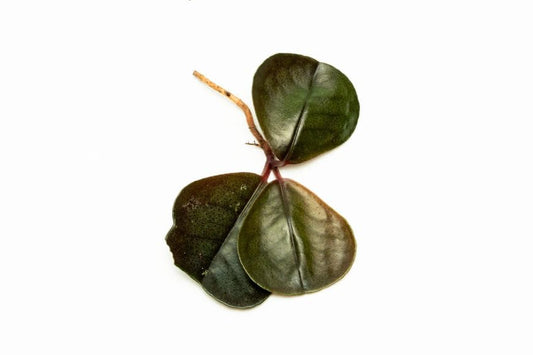 Live Jungle Plant - Ardisia Sp Green - Terrestrial Plants for Paludarium, Reptile Enclosure, High Humidity Displays - color: Ardisia Sp Green, size: Loose / Bare Root