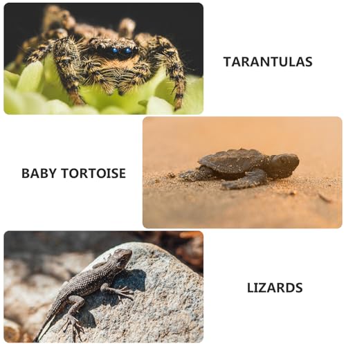 Reptile Breeding Box with Handle, Acrylic Portable Terrarium 20x20x16cm, Pet Display Container for Spiders, Frogs, Snakes, Suitable for Home and Travel Use