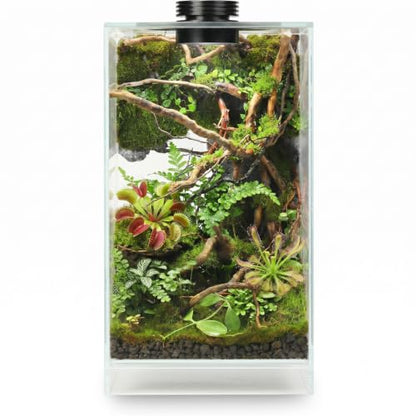 Desktop Glass Plant Terrarium with Grow Light for Carnivorous Plants & Moss | L7.8 x W7.8 x H14 in; Timer Auto On/Off; Succulent Display; Miniature Gardening; Indoor Decor; Gift for Plant Lovers.