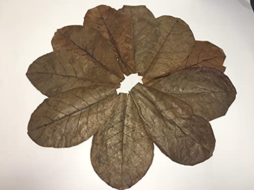 Awesome Aquatic Large Catappa Indian Almond Leaves, 35 Count, 7-9 Inch | Natural tannins Blackwater aquariums Betta shrimp Aquarium conditioning Water enrichment Hermit Crab Leaf Litter