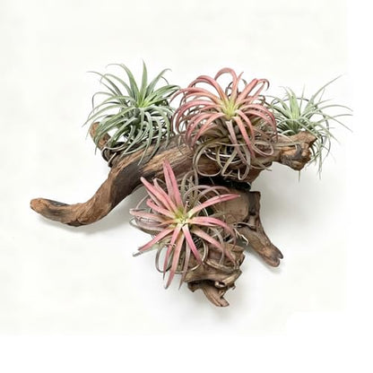 emours Driftwood Branches Reptiles Aquarium Decoration Assorted Size,(6-10 inch in Length),4 Pieces