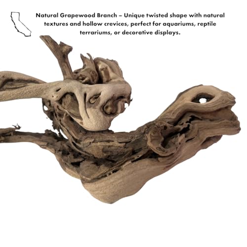 Koyal Wholesale 18" Grapevine Wood Exotic Untreated Grapewood Branch for Reptiles, Wedding Centerpieces & Rustic Table Decor DIY Sandblasted Grapevine Branch - size: 18" Grapevine