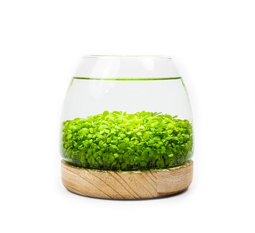 Water Terrarium Kit with 5.9” Glass Bowl, Substrate and Seeds | Create Your Own Indoor Garden | DIY Complete Set for Simple, Stunning Growth Unique Gift for Nature Lover | Desktop Decor - size: 5.9" H - 5.9" W