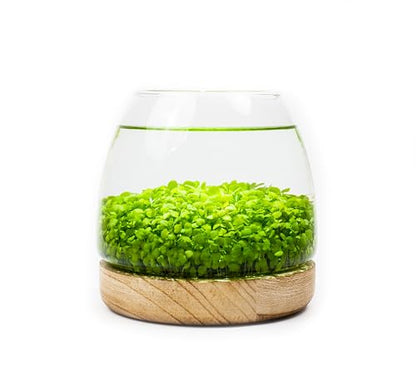 Water Terrarium Kit with 5.9” Glass Bowl, Substrate and Seeds | Create Your Own Indoor Garden | DIY Complete Set for Simple, Stunning Growth Unique Gift for Nature Lover | Desktop Decor - size: 5.9" H - 5.9" W