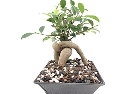 Black Lava Rock | 2 Quarts Bag | 1/4” Particle Size | Soil Aggregate for Bonsai, Cactus, Succulents, Aquariums, and More | Enables Optimal Drainage and Soil Aeration | The Bonsai Supply