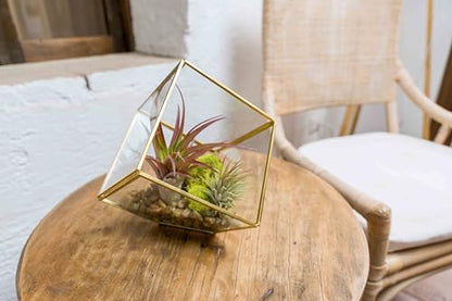 Heptahedron Geometric Glass Terrariums - Set of 2 Air Plants Holder-Tillandsia Red Abdita, Ionantha and Small Xerographica-Home and Garden Decor-Easy Care Indoor and Outdoor Plants