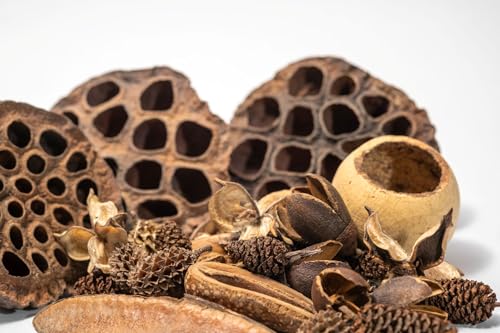 Seed Pod Aquarium Decor Botanical for Shrimp Hides and Breeding, Water Conditioner Betta Fish Botanicals, Isopods, Reptile Terrarium Decor. Dart Frog Vivarium, Lotus Pods