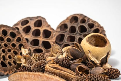 Seed Pod Aquarium Decor Botanical for Shrimp Hides and Breeding, Water Conditioner Betta Fish Botanicals, Isopods, Reptile Terrarium Decor. Dart Frog Vivarium, Lotus Pods