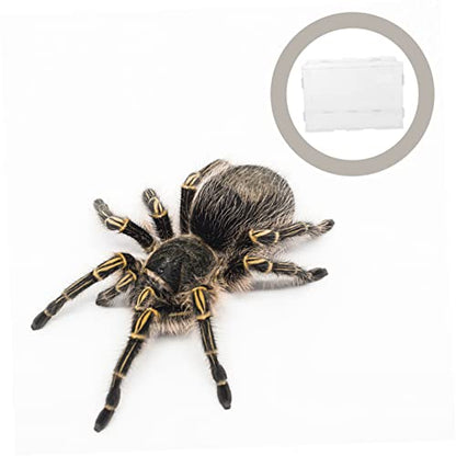 1Pc Transparent Reptile Box Durable Habitat Container for Spiders Geckos Snakes Ventilated Design for Comfortable Living Space for Pet Transport and Display