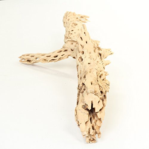 Koyal Wholesale 18-20" Cholla Wood Aquarium Leopard Gecko Tank Accessories Untreated Large Driftwood for Aquarium Wood Hermit Crab Accessories Drift Wood for Shrimp Tank Gecko Accessories - size: 18 / 20-Inch