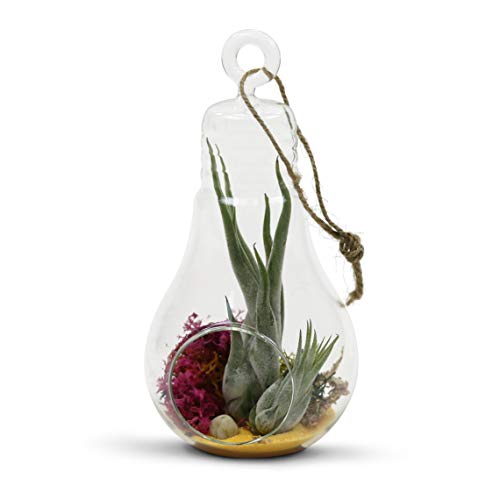 WGV Hanging Glass Plant Terrarium, Width 3", Height 6", Bulb DIY Air Succulent Planter Clear Vase Tea Light Votive Candle Holder, Wedding Event Office Home Outdoor Decor, 1 Piece - size: Bulb S