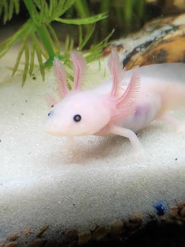 Axolotl Food Soft Moist Sinking Pellets for Axolotls,5/32" 4.0mm Rangen Salmon Sinking Soft Pellets with Squid,Shrimp & Spirulina A5R (2oz) - size: 2 Ounce (Pack of 1)