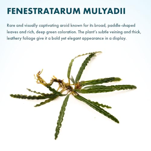Live Plants - Fenestratarum Mulyadii (Fenestratarum mulyadii) - Low to Medium Light, Deep Green, Hardscape, Terrarium or Paludarium Placement - Rhizome/Epiphyte Growth - Loose, 1 Pack - color: Fenestratarum Mulyadii, size: Loose / Bare Root