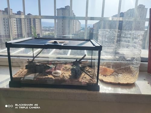 AWXZOM Mini Reptile Glass Terrarium Tank, cage for Tarantula Sling Geckos, Frog, Lizards, Chameleons,Turtles Snake Snail Insect Hermit Crab Isopods Reptiles Enclosure (12x8x6inch) - size: 12x8x6inch