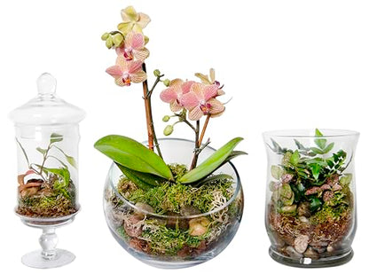 SuperMoss (90421) Terrarium Kit, 8 oz, Forest