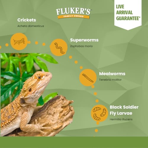 Fluker's Live Crickets for Reptiles, Chickens, Birds and Fishing, 100 Count Feeder Insects Gut Loaded with Orange Cube, High Calcium, and Vitamins, Shipped Fresh in a Ventilated Box (1/2 Inch) - size: 100 Count (Pack of 1), style: Medium, 1/2"